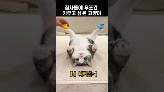 집사들이 무조건 키우고 싶은 고양이