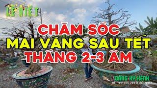 Chăm Sóc cây Mai Vàng Sau Tết: Tháng 02-03 Âm Lịch thì tưới dưỡng rễ gì? Bón Phân Gì? Xịt Bọ Trĩ ?