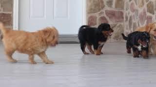 Mini Bernedoodle Puppies For Sale