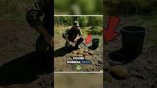 Ranger Finds Strange Frog Eggs in Park…