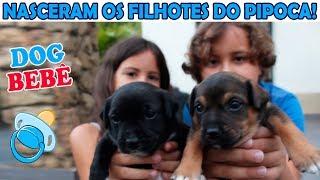 NASCERAM OS FILHOTES DO PIPOCA - nossos cachorrinhos bebês 