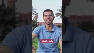 هو النمل عنده ذاكرة 