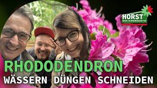 So wird Dein Rhododendron wieder kräftig | Horst sein Schrebergarten