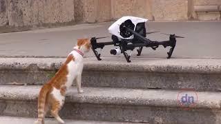 DRONE CRASH COMPILATION WITH ANIMALS