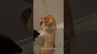 Why Cats Are Funny | Part 6 #funny #cats #shorts