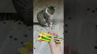 Funny Cat Barsik  Beads  Reverse Video #reversevideo #marblerunandmore #cat