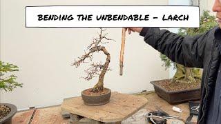 Bending the Unbendable - Experiment with a Larch