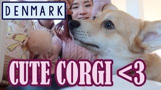 I can speak Danish with Aslan | CUTEST DOG! | Kim Dao