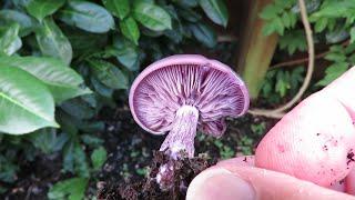 Purple mushroom for my identification squad