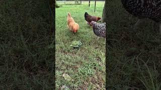 Not Sure About the snack #chickens #backyardchickens #homesteadchickens #chicken #gardening #garden