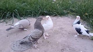 Новая Кровь на это год 2024г,Ракета-Кызыма Турецкая Такла Pigeons!!!