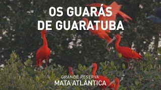 Os guarás de Guaratuba - Histórias da Grande Reserva Mata Atlântica | Ep. Bônus