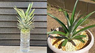 How to regrow pineapple plant from store-bought pineapple.