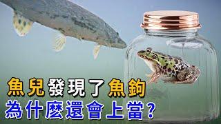 魚兒真的看不見魚鉤嗎？能看見又為什麽會上鉤？看完顛覆你的認知！