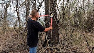 HOW TO SAVE A TREE FROM INVASIVE WISTERIA VINE