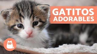 Vídeos de GATITOS BEBÉS  ¡Gatos Tiernos y Graciosos!