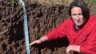 Root growth and soil structure below cover crops in a Wisconsin field