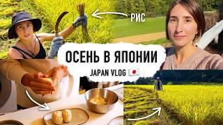 Осенняя рутина в японской деревне! Как мы живем вдали от Токио