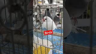 Ang cute ng puting ibon#trendingshorts #birds #pets