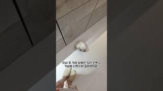 토끼가 사람을 엄마로 알면 생기는 일ㅠ