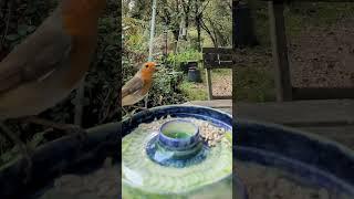 Autumn Wildlife at Kingsmead Camping  Spot the Curious Robins!