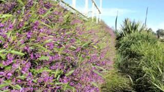 MEEMA™ Hardenbergia a purple flowering groundcover plant | Ozbreed Native Shrubs & Groundcovers