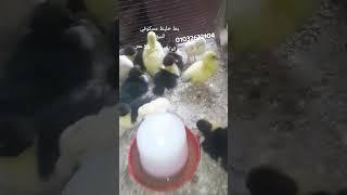 بط خليط مسكوفي سلاله ممتازه جدا بيض ورقد 