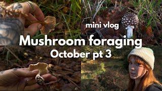 Mushroom foraging in UK | October vlog 3