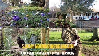 In the Garden and Afternoon at Hove Park to see the crocus 