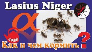 Муравьи. Как и чем кормить Lasius Niger? Античайник!