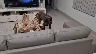 My dog meets a package box