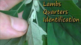 How to Identify Lamb's Quarters