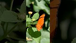 ¿Plaga de la pasionaria? – JUNO OSCURA (Dione juno) – BUSCANDO FAUNA #SHORTS