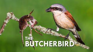 Shrikes Impale Their Prey On Thorns