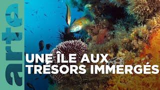 La Corse, les trésors des fonds marins | La France sauvage | ARTE Family