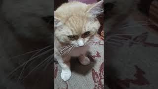 катик