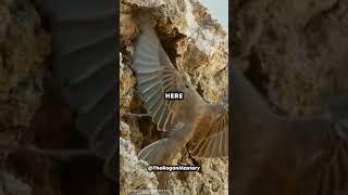 Impressive Snake Caught On Camera