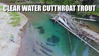 Clear Water Cutthroat Trout - Fly Fishing Cutthroat Trout in Alberta, Canada