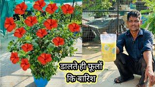 The gardener told the secret of getting flowers from hibiscus repeatedly