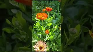 Мои солнышки ️ #дача #сад #календула #цветы #цветок #красота #лето