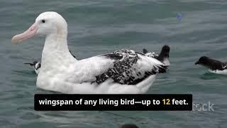 Top 10 Largest Flying Birds in the World | Giant Birds That Rule the Skies!