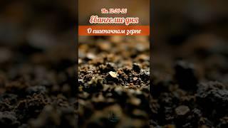 Евангелие дня: о Пшеничном зерне | 7 июня