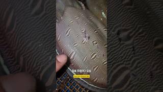 죽으면 더 선명한 입술모늬 #남해 #무늬오징어낚시 #갑오징어 #희귀동물 #낚시