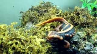 Bronx zoo lizard
