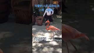可爱的火烈鸟排队去上班（演出）