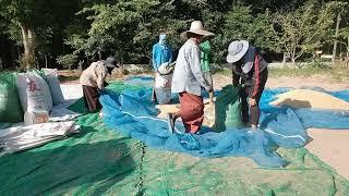 วันแรกของการกลับมาถึงเมืองไทย,ชีวิตเมียฝรั่งชนบทลูกชาวนาชาวไร่งานที่เราเคยทำไม่เคยลืม