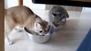 Kitten Pino wanted to go inside the little bowl!