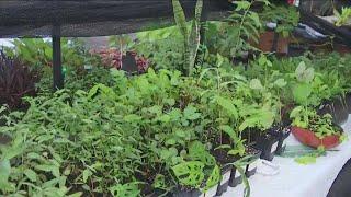 Leaping Tree Farm at the Barton Creek Farmer's Market I FOX 7 Austin