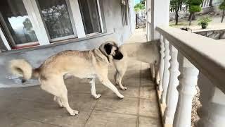 Kangal Hirtenhund, ein Jahr alt in Alanya Antalya, Türkei 13. Januar 2025 Kangal Dogs