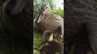 Baby Ducklings With Mom Duck